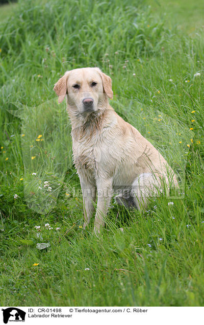Labrador Retriever / Labrador Retriever / CR-01498