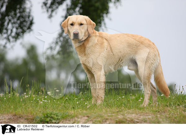 Labrador Retriever / Labrador Retriever / CR-01502