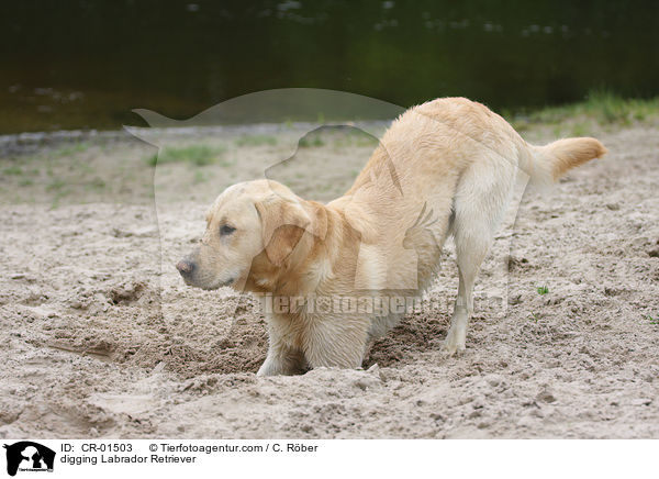 buddelnder Labrador Retriever / digging Labrador Retriever / CR-01503