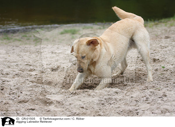 buddelnder Labrador Retriever / digging Labrador Retriever / CR-01505