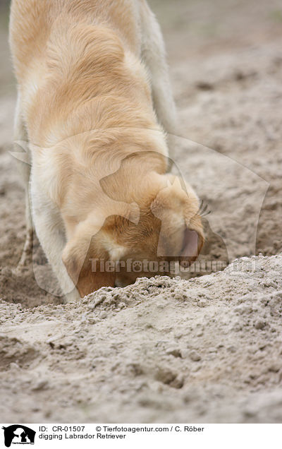 buddelnder Labrador Retriever / digging Labrador Retriever / CR-01507