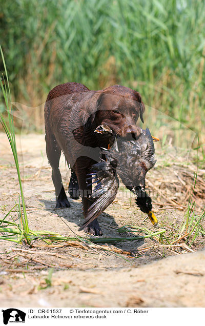 Labrador Retriever apportiert Ente / Labrador Retriever retrieves duck / CR-01537