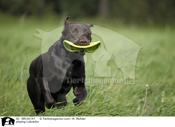 Labrador apportiert Frisbee / playing Labrador / RR-30147