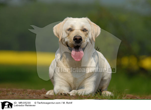 Labrador Retriever / Labrador Retriever / MR-05230