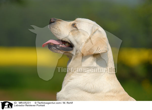 Labrador Retriever Portrait / Labrador Retriever Portrait / MR-05231