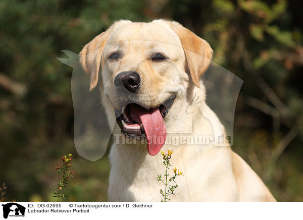 Labrador Retriever Portrait / Labrador Retriever Portrait / DG-02695
