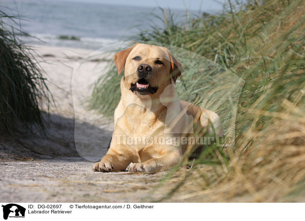Labrador Retriever / Labrador Retriever / DG-02697
