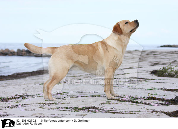 Labrador Retriever / Labrador Retriever / DG-02702