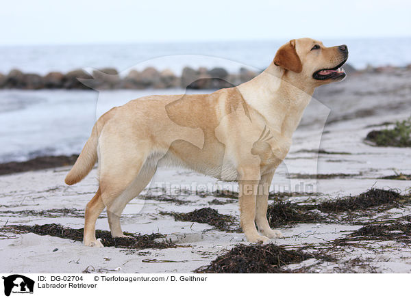 Labrador Retriever / Labrador Retriever / DG-02704
