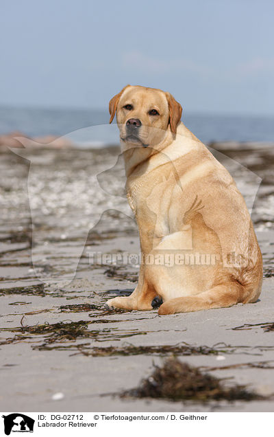 Labrador Retriever / Labrador Retriever / DG-02712