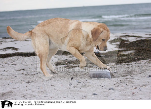 Labrador Retriever klaut Futter / stealing Labrador Retriever / DG-02733