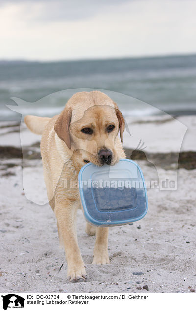 Labrador Retriever klaut Futter / stealing Labrador Retriever / DG-02734