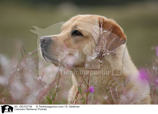 Labrador Retriever Portrait / Labrador Retriever Portrait / DG-02738