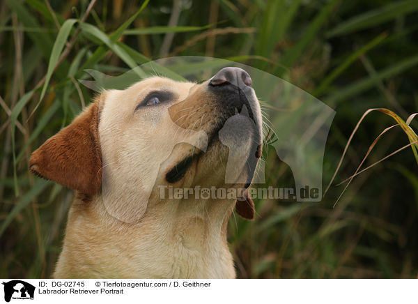 Labrador Retriever Portrait / Labrador Retriever Portrait / DG-02745