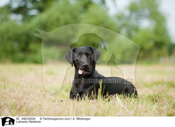Labrador Retriever / Labrador Retriever / AM-02624