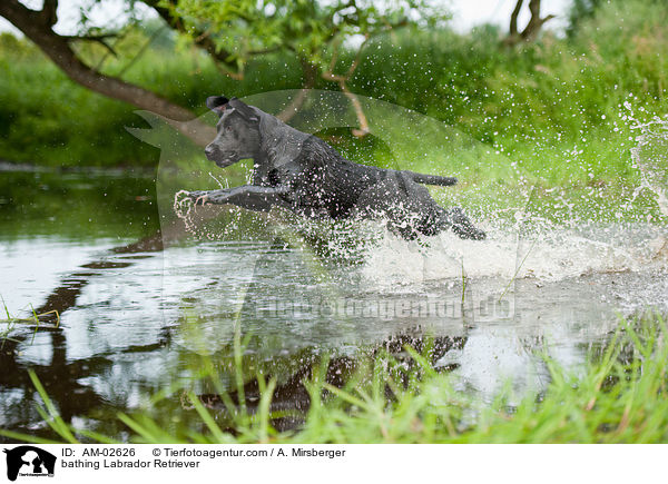 badender Labrador Retriever / bathing Labrador Retriever / AM-02626