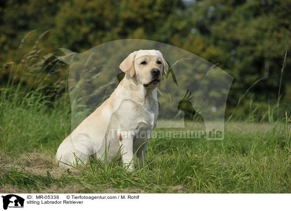 sitzender Labrador Retriever / sitting Labrador Retriever / MR-05338