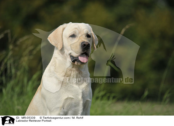Labrador Retriever Portrait / Labrador Retriever Portrait / MR-05339