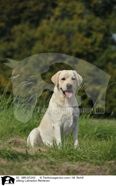 sitzender Labrador Retriever / sitting Labrador Retriever / MR-05340