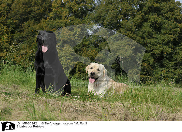 2 Labrador Retriever / 2 Labrador Retriever / MR-05342