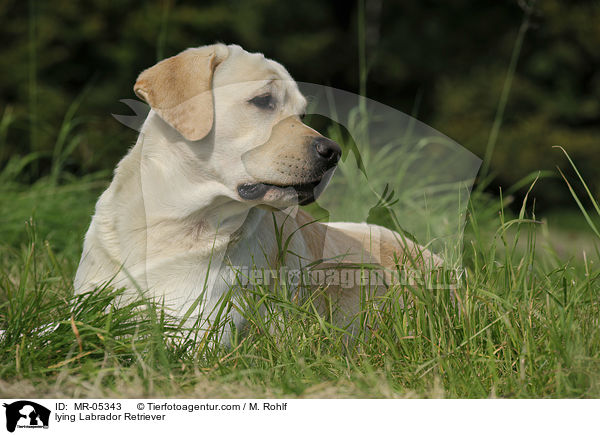 liegender Labrador Retriever / lying Labrador Retriever / MR-05343