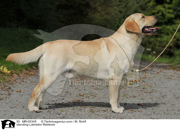stehender Labrador Retriever / standing Labrador Retriever / MR-05345