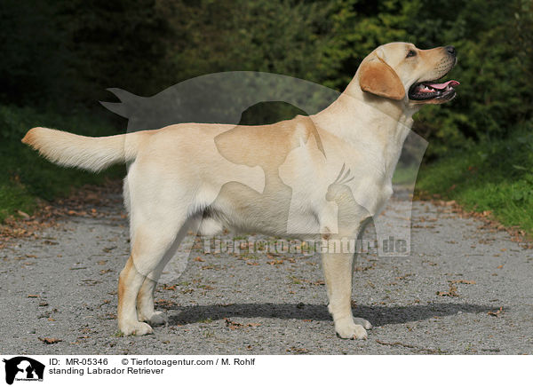 stehender Labrador Retriever / standing Labrador Retriever / MR-05346