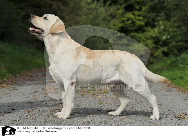 stehender Labrador Retriever / standing Labrador Retriever / MR-05348