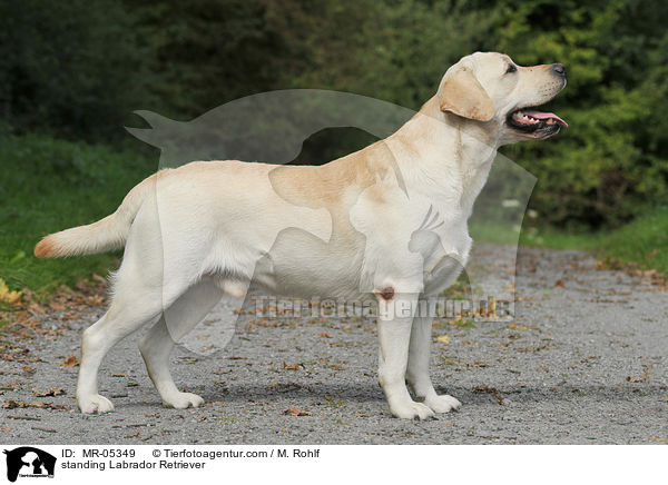 stehender Labrador Retriever / standing Labrador Retriever / MR-05349