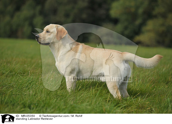 stehender Labrador Retriever / standing Labrador Retriever / MR-05350