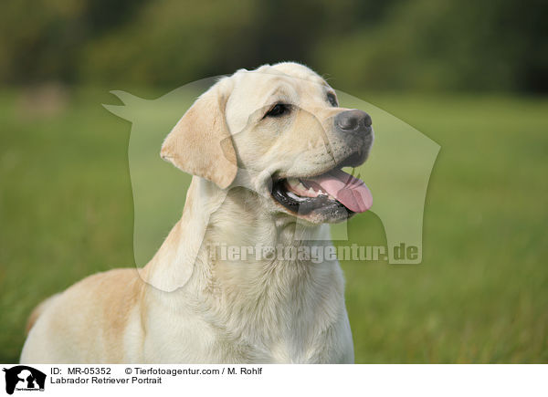Labrador Retriever Portrait / Labrador Retriever Portrait / MR-05352
