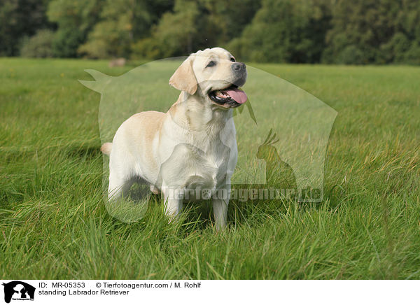 stehender Labrador Retriever / standing Labrador Retriever / MR-05353