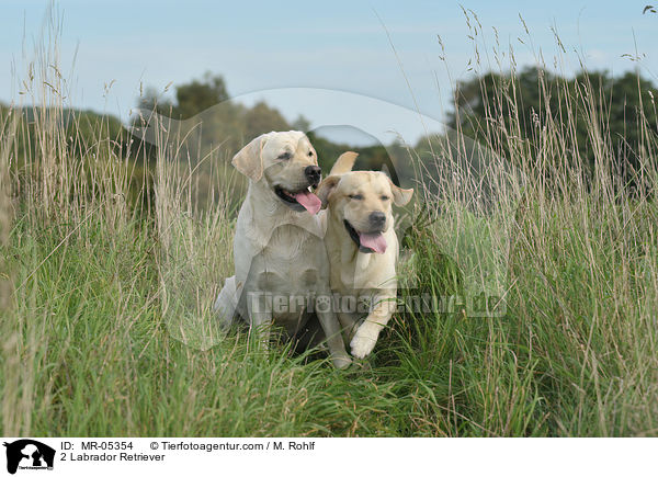 2 Labrador Retriever / 2 Labrador Retriever / MR-05354