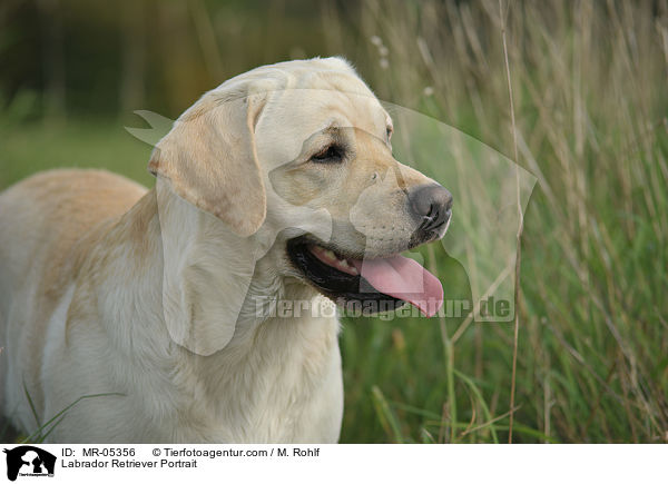 Labrador Retriever Portrait / Labrador Retriever Portrait / MR-05356