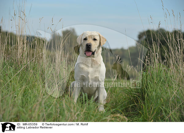 sitzender Labrador Retriever / sitting Labrador Retriever / MR-05359