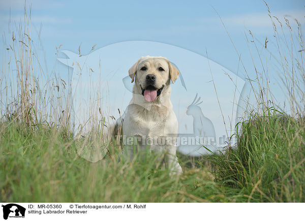 sitzender Labrador Retriever / sitting Labrador Retriever / MR-05360