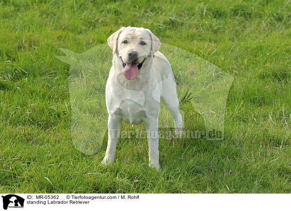 stehender Labrador Retriever / standing Labrador Retriever / MR-05362