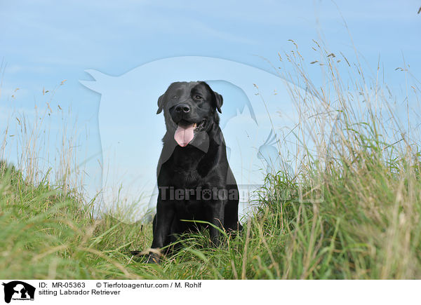 sitzender Labrador Retriever / sitting Labrador Retriever / MR-05363