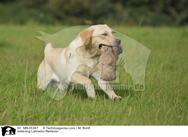 apportierender Labrador Retriever / retrieving Labrador Retriever / MR-05367