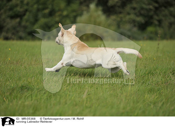 rennender Labrador Retriever / running Labrador Retriever / MR-05368