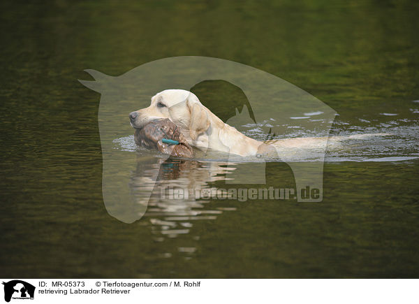 apportierender Labrador Retriever / retrieving Labrador Retriever / MR-05373