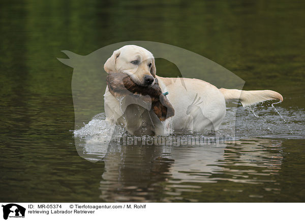 apportierender Labrador Retriever / retrieving Labrador Retriever / MR-05374
