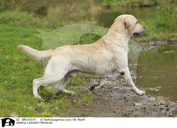 laufender Labrador Retriever / walking Labrador Retriever / MR-05375