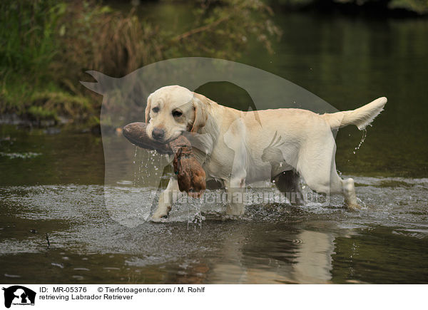 apportierender Labrador Retriever / retrieving Labrador Retriever / MR-05376