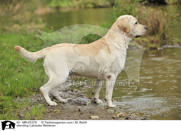 stehender Labrador Retriever / standing Labrador Retriever / MR-05378