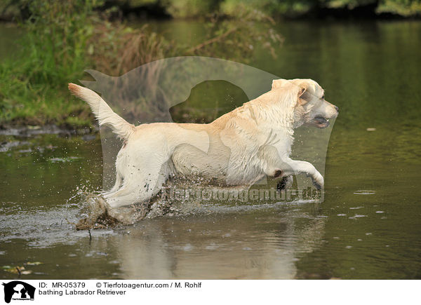 badender Labrador Retriever / bathing Labrador Retriever / MR-05379