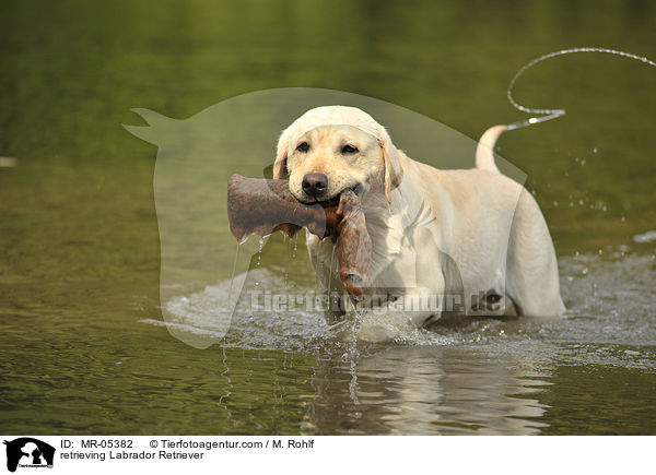 apportierender Labrador Retriever / retrieving Labrador Retriever / MR-05382