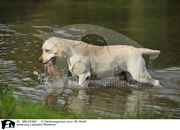 apportierender Labrador Retriever / retrieving Labrador Retriever / MR-05389