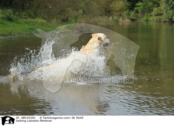 badender Labrador Retriever / bathing Labrador Retriever / MR-05390