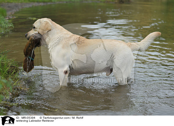 apportierender Labrador Retriever / retrieving Labrador Retriever / MR-05394